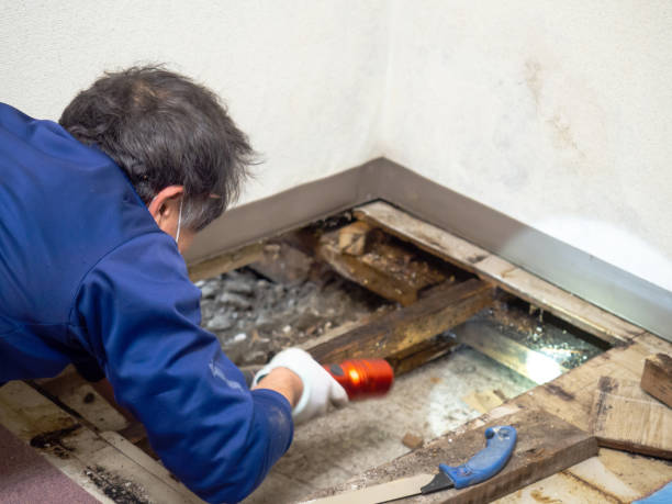 Mold Removal Process in North Weeki Wachee, FL