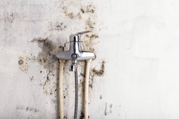 Best Emergency Mold Removal  in North Weeki Wachee, FL