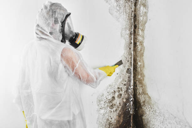 Best Same-Day Mold Removal  in North Weeki Wachee, FL
