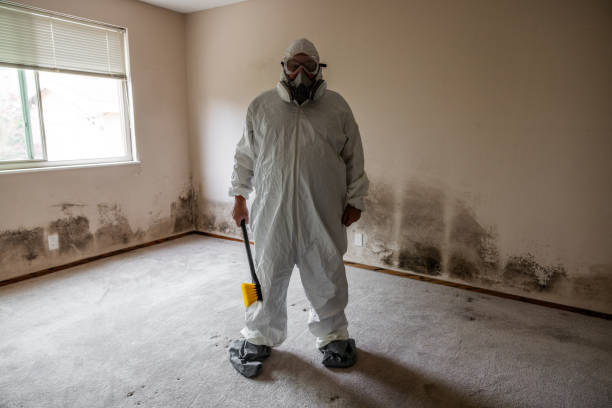 Best Black Mold Removal  in North Weeki Wachee, FL