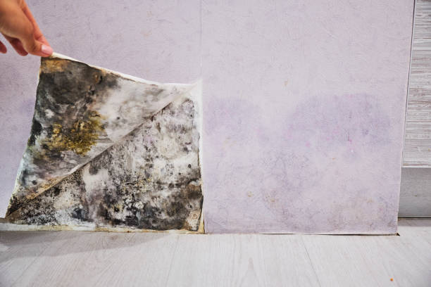 Best Office Mold Removal Services  in North Weeki Wachee, FL